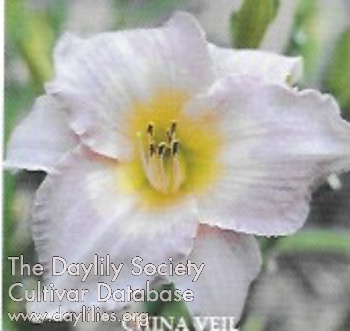 Daylily China Veil